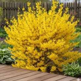 forsycja-posrednia-goldzauber-zlota-magia-sadzonka-w-doniczce-p9-do-ogrodu