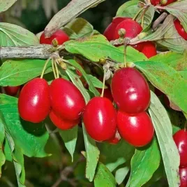 deren-jadalny-jolico-wielkoowocowy-na-nalewki-sadzonka-w-doniczce-p9