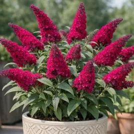 budleja-davida-royal-red-motyli-krzew-burgundowa-sadzonka-w-doniczce-p9