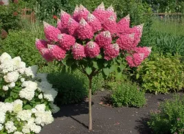 hortensja-na-pniu-candlelight-sadzonki-120-150-cm