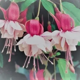 fuksja-bella-bianca-rozowo-biale-dzwoneczki-sadzonka-w-doniczce-p10