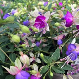 fuksja-bella-diana-sadzonka-p10-0-5l-obfite-kwitnienie-na-balkon-taras