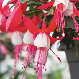 fuksja-krzewiasta-bella-evita-sadzonka-p10-0-5l-obfite-kwitnienie-na-balkon