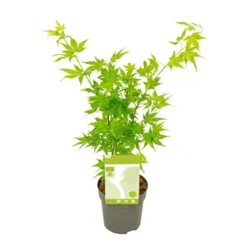klon-palmowy-going-green-zielone-pedy-acer-palmatum-zielony