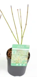 klon-palmowy-butterfly-acer-palmatum-pstry-i-unikalny