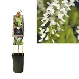 wisteria-chinska-alba-glicyna-or-sadzonka-3-letnia-or-biala