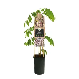 wisteria-chinska-rosea-glicyna-or-sadzonka-3-letnia-or-rozowa