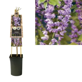 wisteria-chinska-violacea-plena-glicyna-or-sadzonka-3-letnia-or-fioletowa
