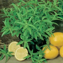 werbena-cytrynowa-lippia-trojlistna-ziolo-herbata-sadzonka-p10-do-ogrodu