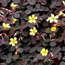 szczawik-zajeczy-lesny-jadalny-oxalis-acetosella-sadzonka-w-doniczce-p10