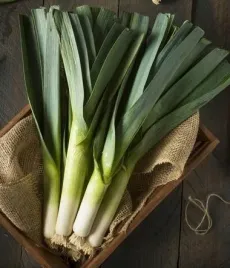 por-letni-jolant-kilka-sadzonek-10-15-szt-w-sadzonce-gotowa-rozsada