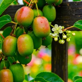 mini-kiwi-issai-actinidia-samopylna-sadzonka-w-doniczce-p9-slodkie-owoce