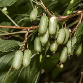 mini-kiwi-dr-szymanowski-actinidia-pstra-kolorowe-liscie-p9-w-doniczce-p9