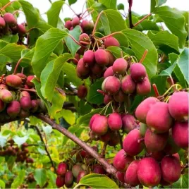 mini-kiwi-ken-s-red-actinidia-czerwone-owoce-sadzonka-w-doniczce-p9