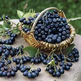 aronia-galicjanka-czarna-witaminy-sadzonka-w-doniczce-p9-odporna-na-choroby