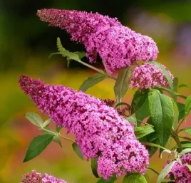 budleja-davida-pink-delight-motyli-krzew-rozowa-sadzonka-w-doniczce-p9