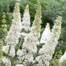 budleja-davida-white-profusion-biala-motyli-krzew-sadzonka-w-doniczce-p9