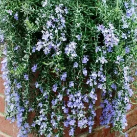 rozmaryn-wiszacy-aromatyczna-kaskada-w-twojej-kuchni-lub-ogrodzie-sadzonka