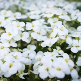 gesiowka-kaukaska-snieznobialy-dywan-wiosny-jak-bialy-zagwin-sadzonka-p10