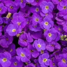 zagwin-ogrodowy-audrey-purple-shades-intensywnie-fioletowy-wodospad-p10