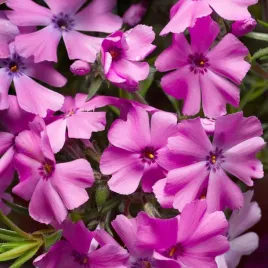 flox-floks-szydlasty-goldiphlox-pink-kwitnie-120-dni-sadzonka-w-p10-w01