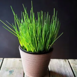 szczypiorek-sadzonka-do-kuchni-i-ogrodu-zdrowa-sadzonka-w-doniczce-p10