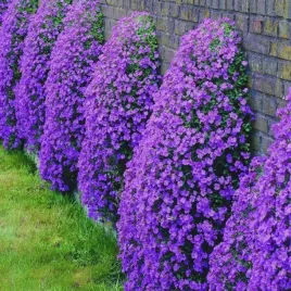 zagwin-ogrodowy-audrey-blue-fioletowa-kaskada-kwiatow-sadzonka-p10