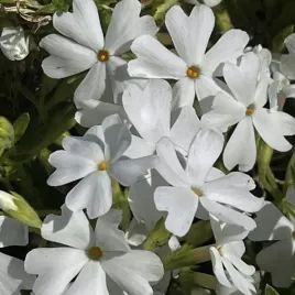 flox-floks-szydlasty-goldiphlox-white-kwitnie-120-dni-sadzonka-w-p10-w02