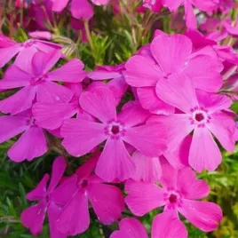 flox-floks-szydlasty-mc-daniels-cushion-kwitnie-120-dni-sadzonka-p10-w03