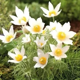 sasanka-snieznobiala-sadzonka-w-doniczce-p10-do-twojego-ogrodu-skalniak