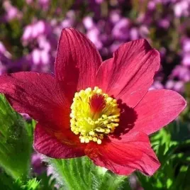 sasanka-czerwona-sadzonka-w-doniczce-p10-do-twojego-ogrodu-skalniak