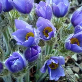 sasanka-fioletowo-niebieska-sadzonka-w-doniczce-p10-do-twojego-ogrodu