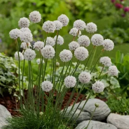 zawciag-nadmorski-bialy-splendens-sadzonka-w-doniczce-p9-do-twojego-ogrodu