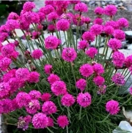 zawciag-nadmorski-rozowy-splendens-sadzonka-w-doniczce-p9-do-twojego-ogrodu