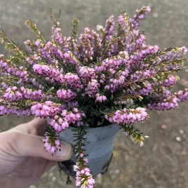 wrzosiec-wiosenny-jasno-rozowy-sadzonka-w-doniczce-do-twojego-ogrodu