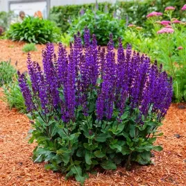 szalwia-omszona-fioletowa-dlugo-kwitnaca-sadzonka-w-doniczce-do-ogrodu-p11
