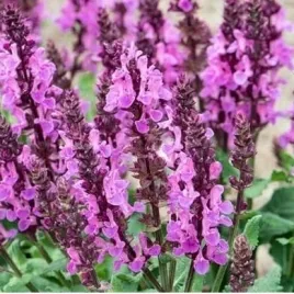 szalwia-omszona-rozowa-dlugo-kwitnaca-sadzonka-w-doniczce-do-ogrodu-p11