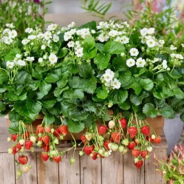 truskawka-wiszaca-pnaca-na-taras-i-do-ogrodu-smaczne-duze-owoce-do-ogrodu