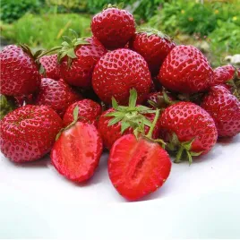 truskawka-bardzo-slodka-sadzonka-p10-odmiana-srednio-wczesna-do-ogrodu