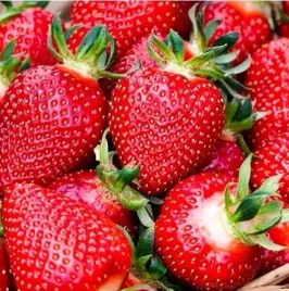 truskawka-honeoye-wczesna-slodka-i-bardzo-plenna-do-ogrodu-na-balkon-p10