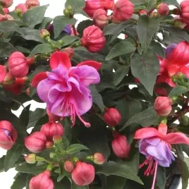 fuksja-bella-ella-krolowa-balkonow-i-tarasow-sadzonka-w-doniczce-p10