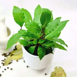 lisc-laurowy-wawrzyn-szlachetny-aromatyczna-ozdoba-kuchni-drzewko-laurowe