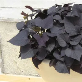 wilec-ipomea-brazowa-liscie-w-ksztalcie-serca-zwisajaca-sadzonka-p10