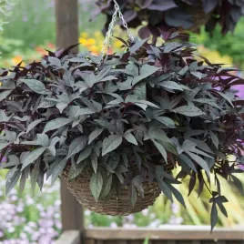 ipomea-wilec-ziemniaczany-brazowy-szczepiaste-liscie-sadzonka-w-doniczce