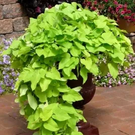 ipomea-wilec-ziemniaczany-jasnozielony-lime-sadzonka-w-doniczce-p10