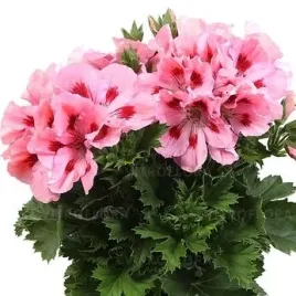 pelargonia-angielska-rozowa-elegance-david-sadzonka-w-doniczce-p12