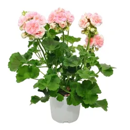 pelargonia-astrid-krolowa-balkonow-o-kwiatach-jak-rozyczki-sadzonka-p10