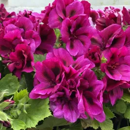 pelargonia-angielska-fioletowa-elegance-judith-sadzonka-w-doniczce-p12