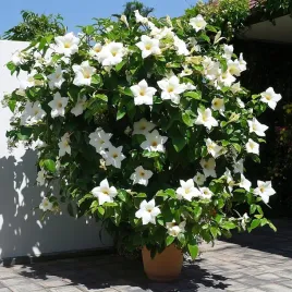 sundaville-dipladenia-mandevilla-white-biala-sadzonka-do-twojego-ogrodu-p10