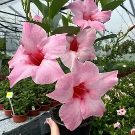 sundaville-dipladenia-mandevilla-pink-creama-jasno-rozowa-sadzonka-p10